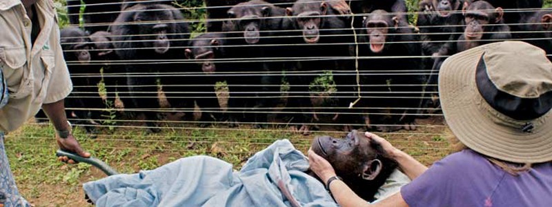 chimps chimps